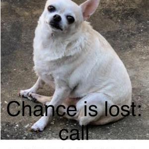 Lost Dog Chance