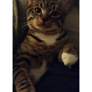 Image of Macky, Lost Cat