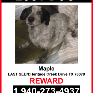 Lost Dog Maple