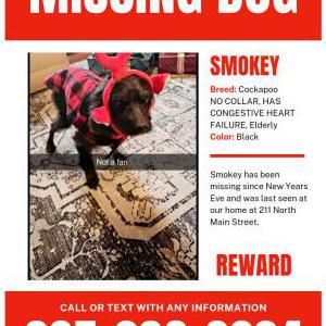 Lost Dog Smokey