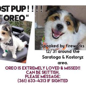 Lost Dog Oreo