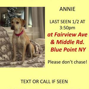Lost Dog Annie