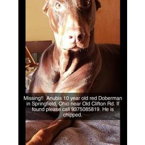 Image of Anubis, Lost Dog