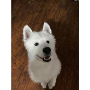 Image of Hachi, Lost Dog