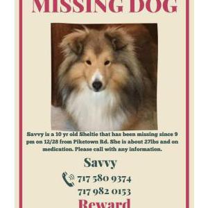 Image of Savvy, Lost Dog