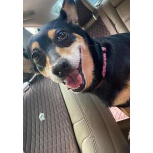 Image of Cassy, Lost Dog