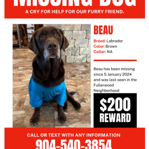 Lost Dog Beau