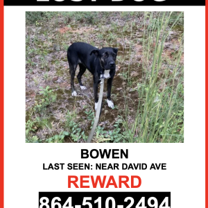 Image of Bowen, Lost Dog