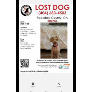 Lost Dog Bruno