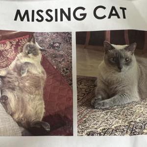 Lost Cat Pasha
