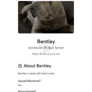 Lost Dog Bentley