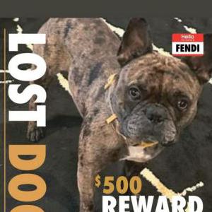 Lost Dog Fendi