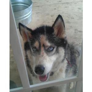 Image of Neely, Lost Dog