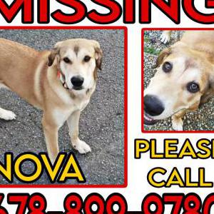 Image of Nova, Lost Dog