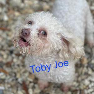 Lost Dog Toby joe