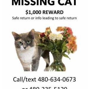 Lost Cat Lily