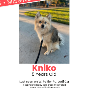 Lost Dog Kniko