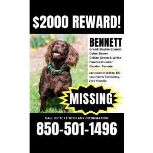 Lost Dog Bennett