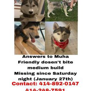 Image of Muha, Lost Dog