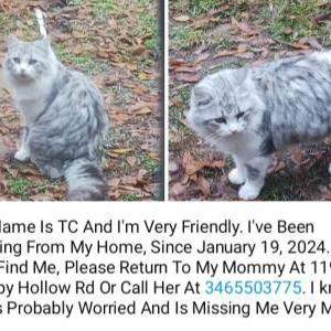 Image of TC, Lost Cat