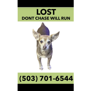 Lost Dog Paco