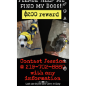 2nd Image of Oreo & Dime, Lost Dog