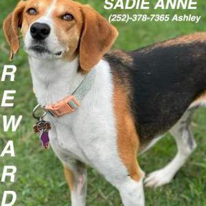 Image of Sadie Anne, Lost Dog