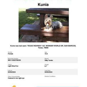 Lost Dog Kunia