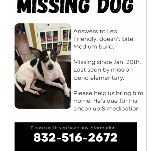 Lost Dog Leo