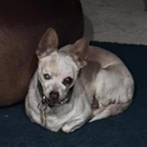 Image of Sandy, Lost Dog