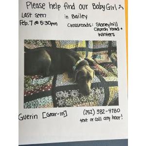 Image of Guerin Louise, Lost Dog