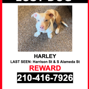 Lost Dog Harley