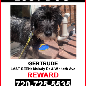 Lost Dog Gertrude