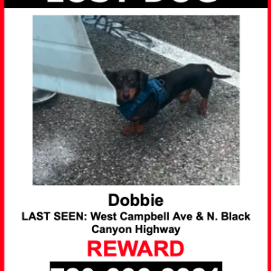 Lost Dog Dobbie