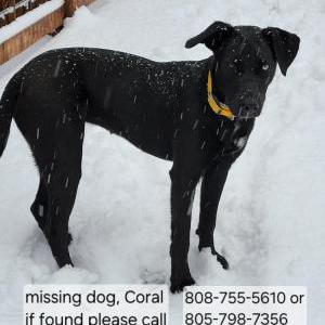 Image of Coral, Lost Dog