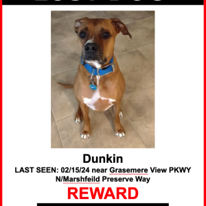Image of Dunkin, Lost Dog