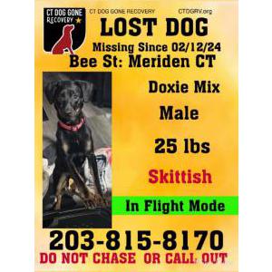 Lost Dog Loki