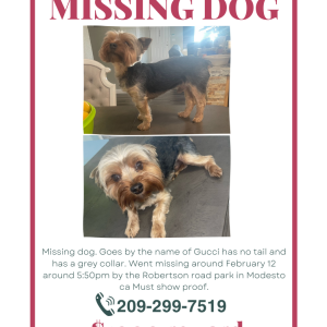 Lost Dog Gucci
