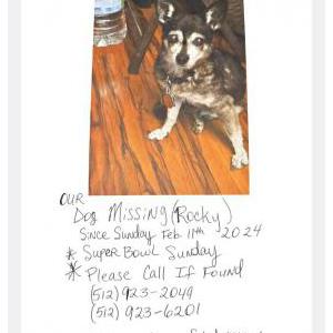 Lost Dog Rocky (Chihuahua)