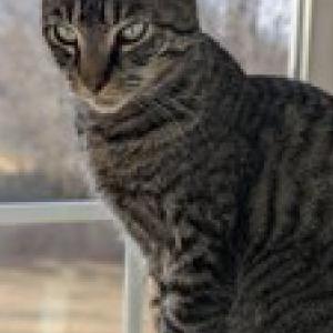 Image of Kelly, Lost Cat