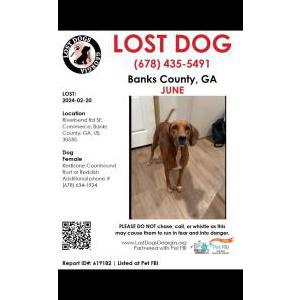 Lost Dog June