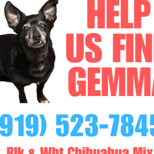 Lost Dog Gemma