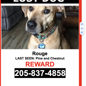 Image of Rouge, Lost Dog