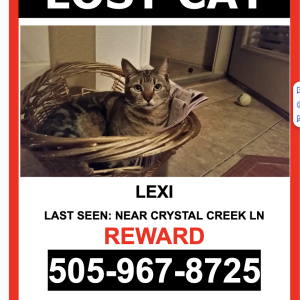 Lost Cat Lexi