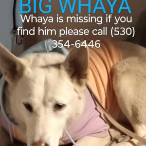 Image of Whaya, Lost Dog