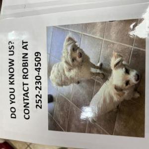 Image of 2 white Dogs, Found Dog