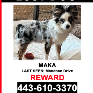 Lost Dog Maka