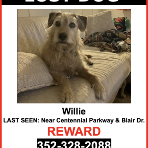 Lost Dog Willie