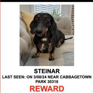 Image of STEINAR, Lost Dog
