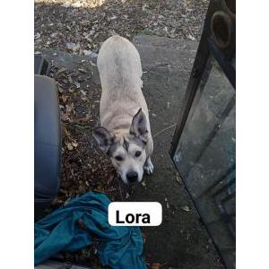 Image of Lora, Lost Dog